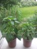 IMG_20160612_160432756.jpg