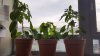 20160615_095924.jpg