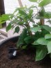 20160618_093923.jpg