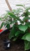 20160618_093733.jpg