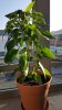 20160627_070611.jpg 20160627_070611.jpg