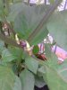 IMG_20160731_135030.jpg