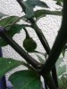 IMG_20160731_135407.jpg