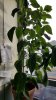 20160802_070345.jpg 20160802_070345.jpg