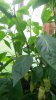 20160803_121207.jpg