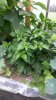 20160803_121228.jpg