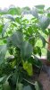 20160803_121326.jpg