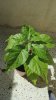 7-Pot.jpg 7-Pot.jpg
