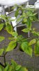 20160917_154838-240x427.jpg