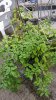20160917_154643-240x427.jpg