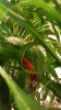 20160920_065638.jpg 20160920_065638.jpg