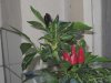 IMG_0072.jpg