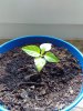 habanero.jpg habanero.jpg