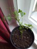 IMG_20161217_095422.jpg