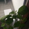 IMG_0179.JPG
