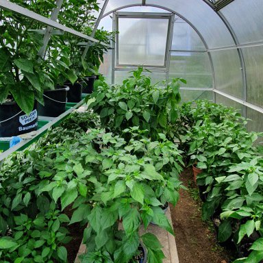 ZELSIUS Growbox Grow tent Growschrank Indoor Gewächshaus Zuchtzelt Zuchtschrank 