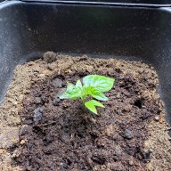 ReaperGrow