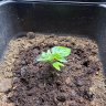 ReaperGrow