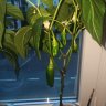 Schokolade habanero