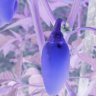 MaxBlue