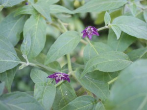 Chili Season 2016