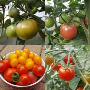 Ecuadorian Brown's Tomaten