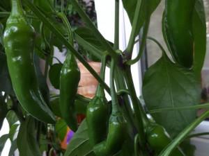 Schwedische Chilis