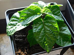 Bhut Jolokia Red