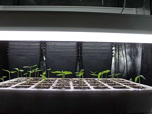 Growbox