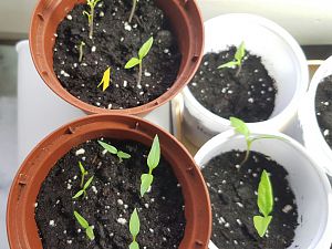 Meine 1. Chili 2017 - chili2grow Album