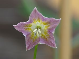 C. Praetermissum