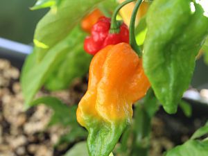 Bhut Jolokia