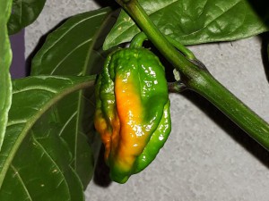 Trinidad Moruga