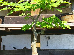 A bisserl Bonsai