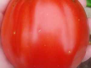 Tomaten