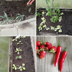 Tomaten, Balkon und Garten 2019