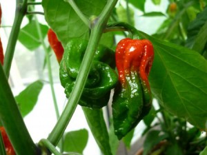 Bhut Jolokia