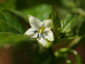 Fatalii White Blüte