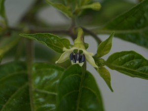 Chiclayo Blüte