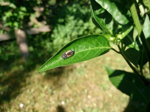 asiatische Marienkäferfliegenlarve