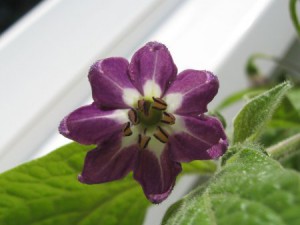 150711_Rocoto Manzano_Blüte