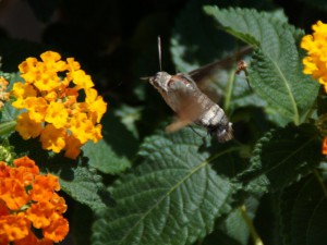 Kolibri-Schmetterling