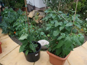 IMG_6920-Yellow-Rocoto