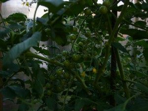 IMG_7094-Tomaten1