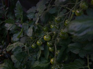 IMG_7096-Tomaten-2