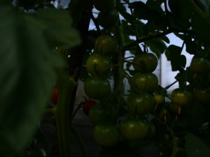 IMG_7097-Tomaten-3