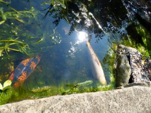 Fischis im Algigen Teich