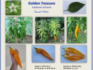 Steckbrief Golden Treasure 2015