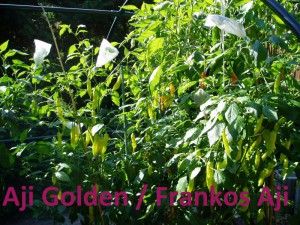 Aji Golden u. Frankos Aji