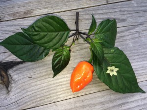 Matteo´s Thunder F1 (PDN x Vicente´s Sweet Habanero)